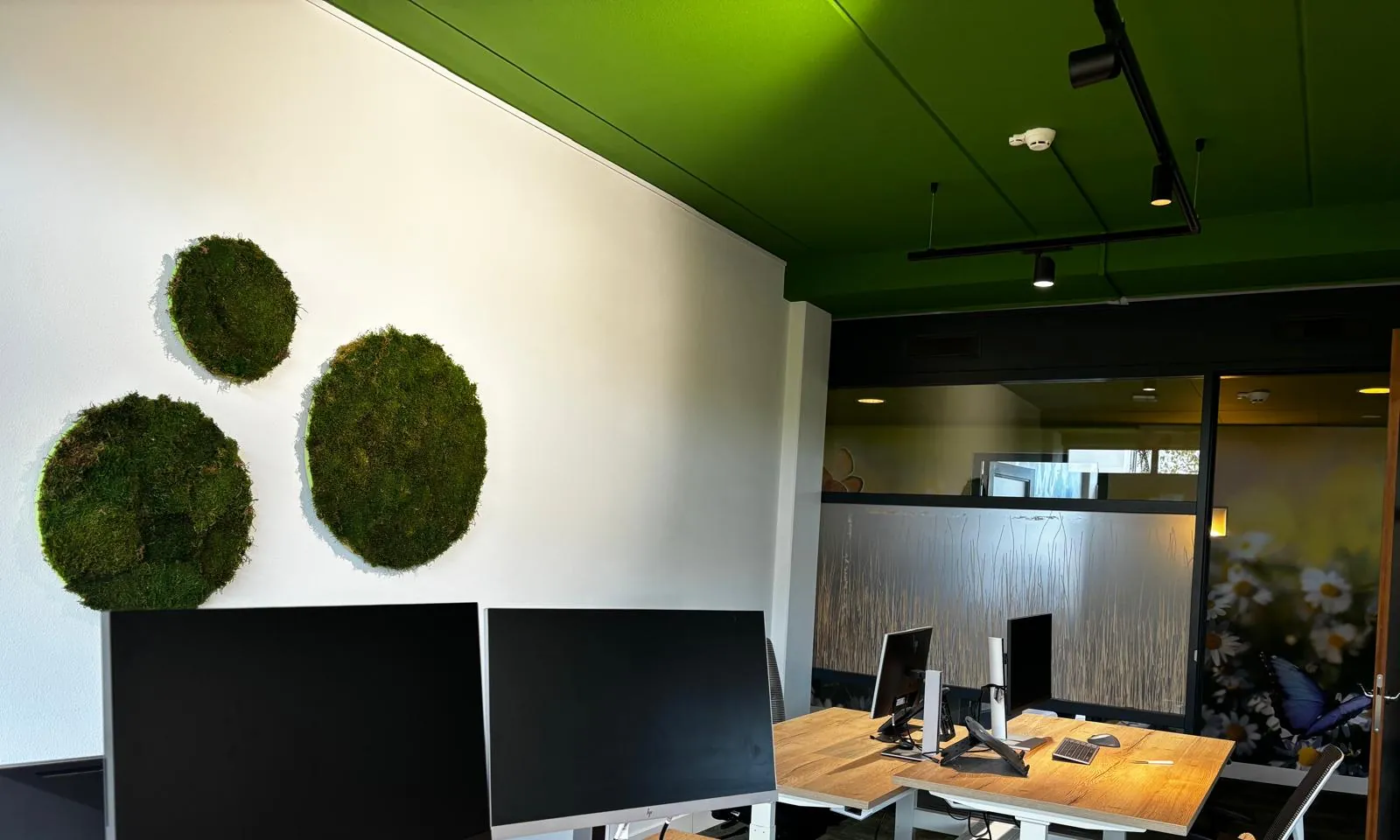 Drie cirkels van mos aan een witte wand boven bureaus met houten bladen, onder een groen plafond met zwarte railspots