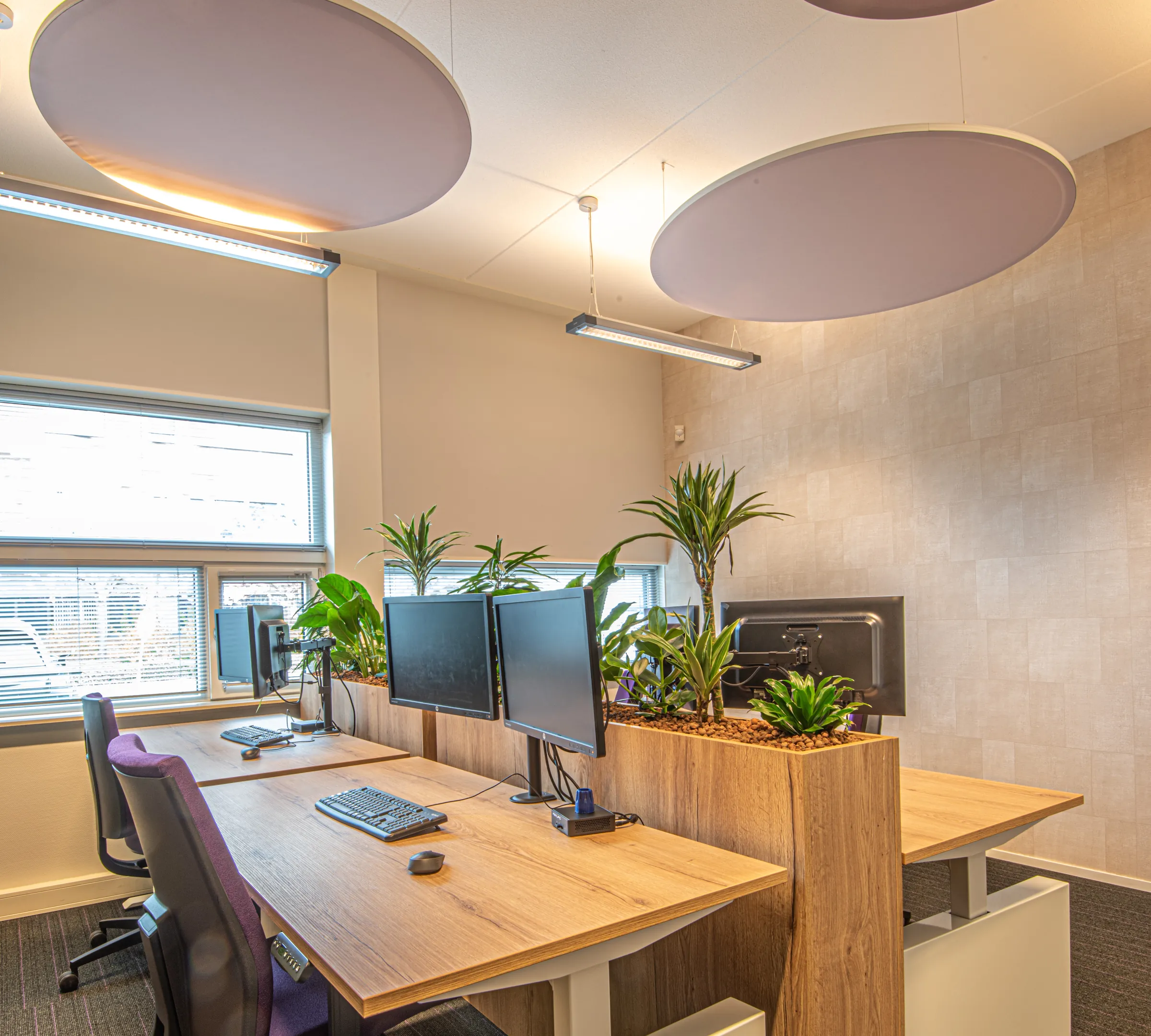 Werkplekken met houten bureaubladen, paarse bureaustoelen, een plantenbak tussen de bureaus en lila akoestische plafondeilanden